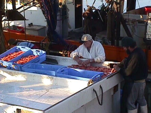 Sorting Prawns 1